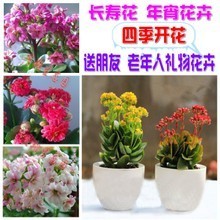 花期最長(zhǎng)的花 綠植園藝中的持久之美